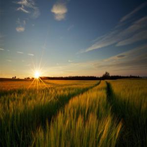  Vente De Quantités Énormes Des Céréales - céréales bonjour nous sommes une entreprise agricoles qui avons des contacts directs avec des fournisseurs des produits tel que le maïs,  soja et sésame en quantités énorme au nord du cameroun a des prix vraiment hors concurrence. contactez nous pour un éventuel contrat séri
