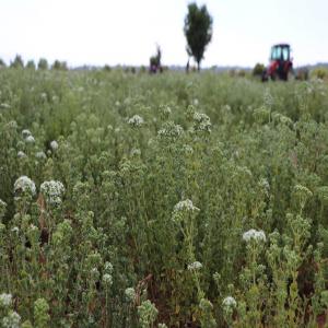  Vente De Thym Du Champ - épices aromates nous vendons du thym pret à l'emploi cultivé en turquie,  où 75% des besoins mondiaux sont satisfaits. le thym peut etre tranché ou moulu à volonté. nous disposons d'un stock de 100 tonnes de produits. nous pouvons vous fournir le transport le plus fiable vers n'imp