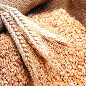  Blé Pour L'export - céréales bl&eacute; pour l'exportation. origine ukraine. quantit&eacute;s un million de tonnes et + le prix cif 300 $ la tonne. paiement lc 