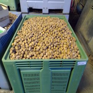  Noix En Coques Origine France (dordogne) - fruits secs et graines grillées stock de noix en coques vari&eacute;t&eacute;s franquettes ou cornes calibre 32+ conditionnement en fonction de votre besoin (plateaux de 5 kgs lit&eacute;s de 1kg filets)