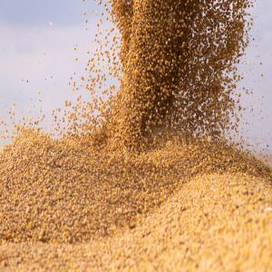  Soja Au Bénin Prêt Pour Livraison Lomé - fruits secs et graines grillées nous avons 2000 tonnes de soja au nord du b&eacute;nin pret pour livraison rapide &agrave; lom&eacute;. prix 370f/kg. prix mis &agrave; jour ce mardi 15 novembre 2022. paiement sur le compte bancaire du vendeur au togo suivie du chargement sur pr&eacute;sentation du re&ccedil;u de paiement. bi