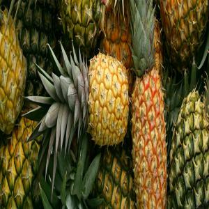  Ananas En Vente - fruits et légumes vous etes &agrave; la recherche des ananas d'excellente qualit&eacute; et en grande quantit&eacute;,  nous sommes disponibles &agrave; vous fournir d'excellents fruits.--n'h&eacute;sitez pas &agrave; nous contacter pour une commande,  merci de pr&eacute;parer une loi et le  cis de votre entreprise.
