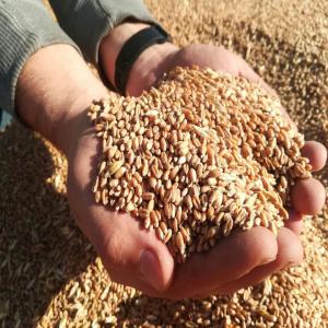  Wheat Origin Russia 10000t - cereals fob 355$ novorossisk russia if you need any cif price write to me 