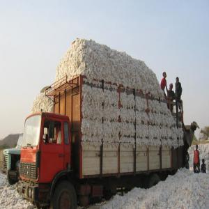  Vente Graine De Coton Benin Recherche Acheteur - fruits secs et graines grillées soci&eacute;t&eacute; de n&eacute;gociation des mati&egrave;res premi&egrave;res r&eacute;guli&egrave;rement enregistr&eacute;e au b&eacute;nin. nous mettons en vente une quantit&eacute; importante de graines de coton de qualit&eacute; et prions tout acheteur s&eacute;rieux de nous contacter direct