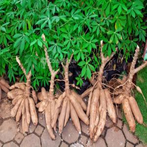 Un Bon Projet Agricole Au Béninet Au Togo - semence graine plant bonjour.--je veux quelqu'un pour m'accompagner financièrement dans la culture exclusive du champ de manioc.----1-les frais d'acquisition d'au moins 150 hectares de terres =150.000$----2-les frais d'aménagement des 150ha = 90.000$----3-les frais d'acquisition des plants et leurs  planta