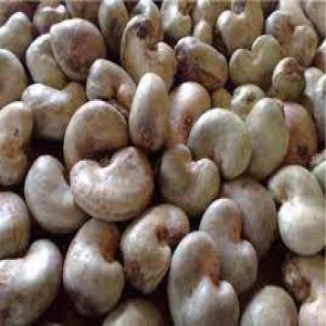  Fournisseur De Noix De Cajoux - matiere vegetale grand opportunit&eacute; a ne pas rater !--grand fournisseur de noix de cajou brute; la bonne qualit&eacute; recherch&eacute;e dans le monde entier le ahoutone 52--prix exw- 375 francs cfa--prix fob abidjan- 450 francs cfa--prix  pourrait augmenter apr&egrave;s.--