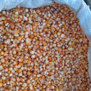  Mais, Mil, Niébé Blanc Et Rouge Disponible - céréales nous avons du mais,  mil,  niébé blanc et rouge disponible au senegal avec possibilite de livraison afrique et europe.--vendu au tonnage ---mil - grande quantite--mais - 250 tonnes--niebe - 200 tonnes