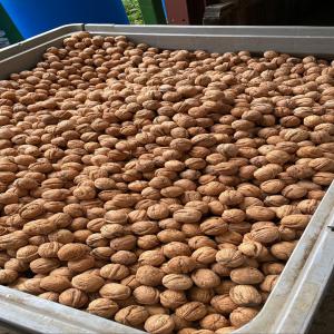  Noix Coque Seches Recolte 2022 - fruits secs et graines grillées disponibles plusieurs tonnes de noix s&egrave;ches bio vari&eacute;t&eacute; marbot et franquette possibilit&eacute; d'etre conditionner en sac 5kg / 25kg ou big bag de 400kg