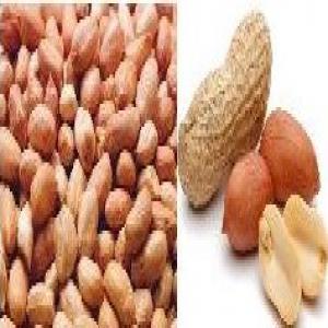  Vente De Graines D'arachide Au Burkina Faso - fruits secs et graines grillées soci&eacute;t&eacute; d'import/export dispose de plus de 500 tonnes de graines d'arachide sec decortiqu&eacute;s en stock. nous achetons directement nos produits bord champ avec les paysans. nos graines sont donc bien s&egrave;ches et bien conserv&eacute;es. aidez nous &agrave; offrir des prix raiso