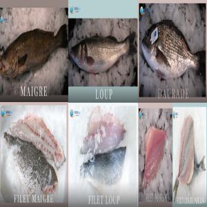 Société D'elevage De Poisson - poissons nous sommes une société d'elevage de daurade royale  ,  loup et maigre et nous sommes à la recherche des distributeurs et des grossiste partout dans le monde.