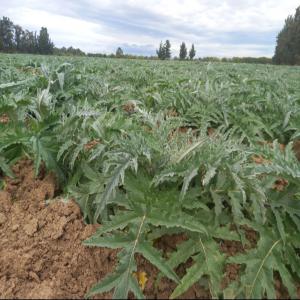  Artichauts Blanc Et Violet - fruits et légumes nous somme une soci&eacute;t&eacute; producteurs de artichauts bas&eacute;e en tunisie nous disposent de 80 hectares et on dispose de nos frigos en france pour une meilleur distribution. nous offrons &agrave; nos clients des bons produits avec des rapports qualit&eacute; prix comp&eacute;titif ! 