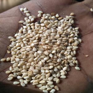  Graine De Sésame, Hibiscus, Et Du Soudan - fruits secs et graines grillées soci&eacute;t&eacute; avec pr&eacute;sence au soudan,  nous proposons les produits suivants ---graines de s&eacute;same (blanc et rouge)--gomme arabique (acacia s&eacute;n&eacute;gal ou seyal)--cacahouettes--fleur d'hibiscus --moringa--olibanum--sorghum--graines de cummins--pois chiche--pois d'angole