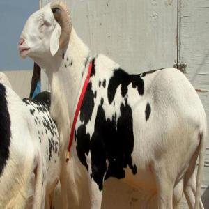  Animaux - animaux vivants bonjour nous sommes abidjan côte d'ivoire   nous disposons en grande quantité des animaux tel que - les moutons,  les boeufs,  poulets,  cabris,  anne ect. nous sommes à la recherche des clients capable de commander une cinquantaine et plus.