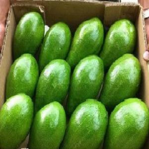  Avocat- Hass(peaux Rugueuses) Fuerte(lisses) - fruits et légumes produit - avocat----variété - hass (peaux rugueuses) & fuerte (peaux lisses)----classe-  a  premium ----période d'approvisionnement - toute l'année----calibres des fruits - 200g-500g et 500g plus,  donc 12/14/16/18/10----nombre par boîte - 10minimum - 12 maximum----c