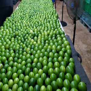  1000 Tonnes De Citron Vert Frais Dispo Maintenant - fruits et légumes nous avons un gros stock de citron vert frais dispo dès maintenant  à $550 le kg en fob.--origine- sénégal----nous avons aussi d'autres fruits et légumes ainsi que de l'arachide disponible toute l'année venant d'afrique de l'ouest.--