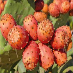  Prickly Pear Seed Oil - olis prickly pear oil ----remember your plump,  fresh-faced skin in your twenties,  without doubt,  our most effective anti-aging,  100% natural and organic product,  prickly pear seed oil stops the aging of cells and stimulates their renewal. it can be used daily to reduce the number and depth of wrinkles on