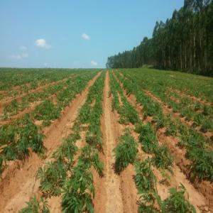  Recherche De Partenaire Financier Pour Un Projet - Investissement capitaux je recherche des potentiels investisseurs et financiers pour la mise en place d'un complexe agro industriels dans la r&eacute;gion des plateaux au togo . ceci comprend une serre sur 1 hectares un b&acirc;timent d'&eacute;levage de poisson avec capacit&eacute; de production de 3000 tonnes de poi