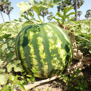  Recherche De Clients - fruits et légumes  je suis &agrave; la recherche des clients pour pour mon champs de past&egrave;que j'ai une grande quantit&eacute; pr&eacute;cis&eacute;ment au cameroun pour tout client contact&eacute; moi 