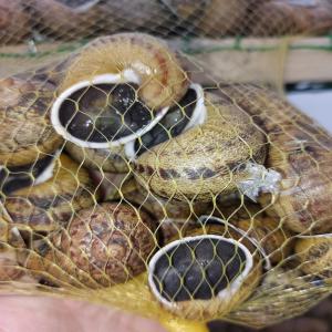 Escargots Aspersa - animaux vivants vente escargots pg et gg de bonne qualité bien bordés,  prix dégressifs,  livraison disponible en france métropolitaine,  pour plus informations me contacter. 