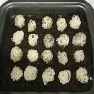  Naissains Escargots - animaux vivants  vous pouvez commander votre naissains escargots pg et gg pour la saison 2023. pour plus informations me contacter. 
