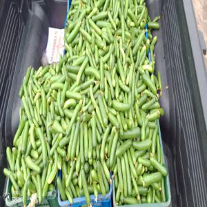  Cornichon,tomate - fruits et légumes nous sommes une société de production de cornichons et de tomate bio . nous produisons a chaque saison et en quantité.nous sommes à la recherche de potentiel acheteur de cornichons ou de tomate 