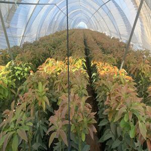  Pépinière De Production Des Plants Avocat Hass - semence graine plant bonjour, --groupe d'investisseurs franco - marocain producteur de plants d'avocats de  qualité et à grand volume.--la pépinière est agréée par l'onssa (office national de sécurité sanitaire des produits alimentaires) y compris les contrôle