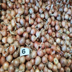  Oignons Jaunes Espagnols Qualité Premium 55/70mm - fruits et légumes offre de volume important d'oignons jaunes espagnols vari&eacute;t&eacute; grano qualit&eacute; sup&eacute;rieure calibre 55/70mm totalement en conditions pour l'exportation. 
