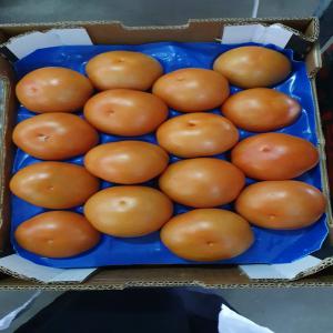  Poivron Calif, Tomate, Piment Origine Maroc - fruits et légumes nous sommes une entreprise fran&ccedil;aise,  nous faisons de l import/export de fruits et l&eacute;gumes frais issus d une agriculture saine dans le respect du consommateur et la pr&eacute;servation de l environnement.--on propose - poivron californie jaune et rouge,  piment vert,  poivron kappia,  tom