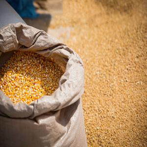  Maïs Jaune Bio En Vente - céréales nous avons du maïs jaune bio,  production 2022 disponible à bamako. --vous en avez besoin,  laisser nous un message et nous vous répondrons très vite.