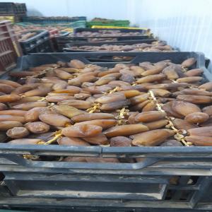  Dattes Tunisiens Avendre - fruits et légumes a vendre dattes tunisiens en 1 er choix avec un bon prix --bien venu   