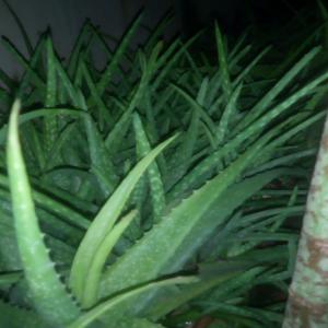 Plantes Et Pépinières - matiere vegetale la ferme est une micro entreprise bas&eacute;e sur l'&eacute;levage et la culture de plantes totalement produite de mani&egrave;re bio.