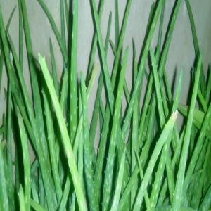  Plantes D'aloé Vera - horticulture plante biocarburant des plantes d'âge mûr,  frais et disponible immédiatement. elles sont produites de façon écologique et sont de très bonnes qualités. 
