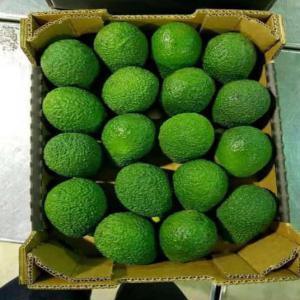  Avocados - fruits and vegetables morocco has become the 15th largest fruit exporter in the world by value. according to the most recent estimates (2019) by the food and agriculture organization of the united nations (fao) 66 percent of its land area is devoted to agriculture with more than 7 percent devoted to fruit production.