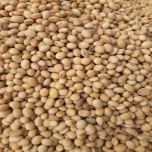  Vente De Soja Et Maïs Blanc - céréales notre entreprise vous propose c'est meilleurs productions 10 000 t de soja et 5.000 t de maïs blanc recherche des acheteurs s&eacute;rieux exportation partout dans le mondes pour tout vos besoins contactez nous merci 