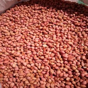  Sell Peanuts Senegal - roasted seeds and nuts hello, --we sell a large quantity of peanuts from senegal.--origin- senegal--new crop--grade- 55 ou 73--quantity- 50 à 5.000 mt--packaging- 50kg pp bag--payment terms- l/c,  sblc or cash and carry