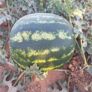  Pastèque Maroc Ou Sénégal - fruits et légumes le gout et saveur de taranga  avec son pasteque  tres bon calibre et meilleurs condition d exportation chez alt  plant meilleurs exportateur marocain de fruits et legumes depuis +10 ans toujours en hauteur.----contacter nous pour plus d info