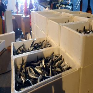  Sardines Fraîches De La Mer Adriatique - poissons  nous pouvons proposer des sardines fra&icirc;ches pech&eacute;es quotidiennement et livr&eacute;es le lendemain dans n'importe quelle ville de france ou d'une autre partie de l'ue.