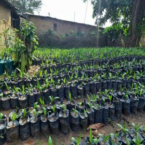  Vente De Pépinières De Palmiers Huile - semence graine plant assistance technique  en création de plantation,  production et vente de pépinières de palmiers à huile,  provenant des graines germées produit par les ingénieurs agronome du cnra ( centre national de recherche agronomique ).--   meilleures qualités de 
