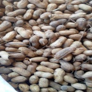  Recherche De Client Pour Arachide Du Sénégal - fruits secs et graines grillées  les acheteurs d arachide nous sommmes diouf trade limited une agence bas&eacute; au s&eacute;n&eacute;gal mon fournisseur de la casamance &agrave; une tr&egrave;s bonne arachide de tr&egrave;s bonne qualit&eacute; respectant les normes internationales. cette photo est du 1decembre 2022 en
