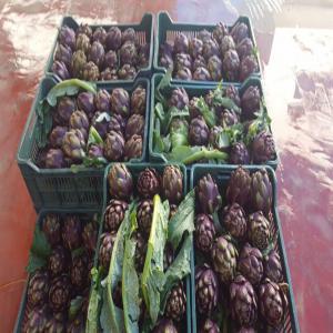  Vente Artichauts Qualité Supérieure - fruits et légumes nous exportons des artichauts avec la meilleure qualité--nous nous assurons toujours que nos produits sont conformes aux spécifications européennes.--nous exportons des artichauts de nos fermes et nous veillons toujours à ce que nos produits soient de la plus haute qualit