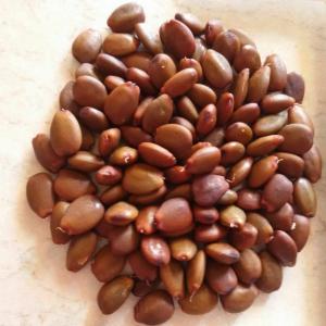  Carob Seeds - fruits secs et graines grillées nous sommes une compagnie marocaine qui s'int&eacute;resse &agrave; la vente des produits organiques et herbs.aussi des fruits & l&eacute;gumes. pour ce post on propose le carob seeds et aussi podsavec des prix raisonnables & competifs aux march&eacute;s mondial.