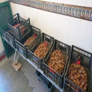  Cherche Escagot Gros Gris Et Petit Gris - viandes et oeufs bonjour je cherche escargot vivant  gros gris premier choix entre 300 et 500 kg pour premier envoi pour la vente et &eacute;levage merci de me donner les tarif et caviar blanc--- euro--- 400 kg