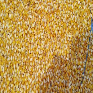 Yellow Maize World Export - cereals we are based in india and we're mandated supplier of yellow maize,  we export it around the world and customized it according to your order,  we provide very good and competitive price,  if you're ready to work with us we'll honoured to settle a longterm partnership with you for our future transaction, 