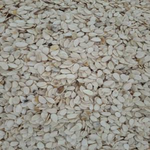  Vente De Sésame Blancs - fruits secs et graines grillées notre entreprise vous propose c'est meilleurs productions de bonne qualité,  --sésame blancs,  --et recherche des acheteurs sérieux , --pour tout vos besoins contactez nous,  --exportation en fob --merci. --