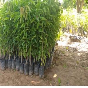  Pieds De Manguier - semence graine plant bonjour, ----nous vendons de tr&egrave;s beaux pieds de mani&egrave;re,  tr&egrave;s bonne qualit&eacute;--origine - y&eacute;men--pour de plus amples informations veuillez me contacter par message priv&eacute;.--merci et &agrave; bient&ocirc;t.--cordialement.----