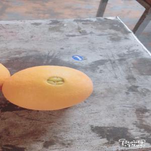  Vente Orange Thompson Navel - fruits et légumes je met en vente de l'orange thompson navel de la tunisie de bonnes qualit&eacute;s avec le certificat phytosanitaire pour en savoir plus sur le prix veuillez me contacter en priv&eacute; ps photo disponible (france)