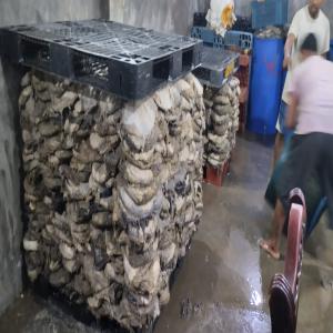  Vente Omasum Grade Et - meat and eggs omasum available ( visiting open) --origin bangladesh ( pop and bl copies available) --grade a and b product ( quality certificated by ministry of livestock) --cif price 8000 usd (shipment by sea)