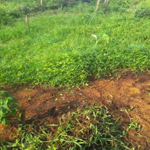  Recherche De Financement - autres salut moi c'est emmanuel un jeune passionn&eacute; dans l'agriculture je dispose des hectares de terrain cultivables j'ai besoin d'un partenaire financier pour pouvoir se lancer dans diverses cultures au quel va s'ajouter l'exportation de ses cultures pour plus d'informations veuillez me contacter 