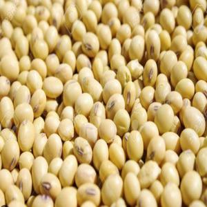  Céréales ,soja..... - céréales du soja en de tr&egrave;s grandes quantit&eacute;s en vente. pour ceux et celles qui en veulent,  n'exiger pas une seule seconde,  pass&eacute; vos commandes imm&eacute;diatement et vous serez tr&egrave;s bien servir--veuillez s'il vous plais pass&eacute; vos commandes....