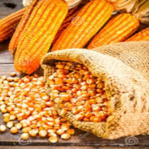  Vente De Variétés De Maïs Sec - céréales maïs sec produit en c&ocirc;te d'ivoire en afrique de l'ouest. nous vous proposons une vari&eacute;t&eacute; maïs pop corn maïs blanc maïs jaune maïs violet 